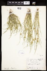 Carex sychnocephala image