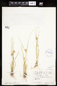 Carex sychnocephala image