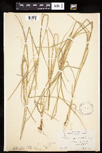 Carex sychnocephala image