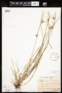 Carex sychnocephala image