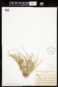 Carex sychnocephala image