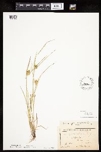 Carex sychnocephala image