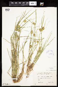 Carex sychnocephala image