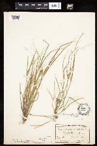 Carex sychnocephala image