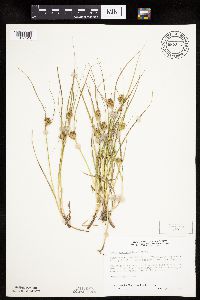 Carex sychnocephala image
