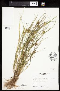 Carex sychnocephala image