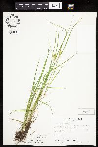 Carex sychnocephala image