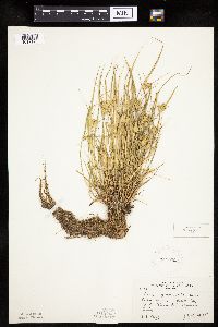 Carex sychnocephala image