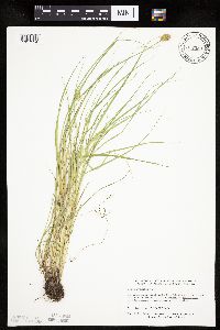 Carex sychnocephala image