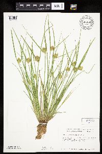 Carex sychnocephala image