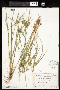 Carex sychnocephala image