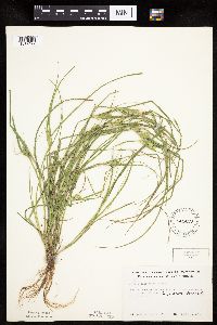 Carex sychnocephala image