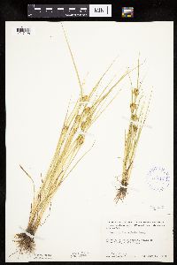 Carex sychnocephala image