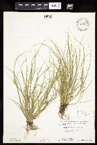 Carex sychnocephala image