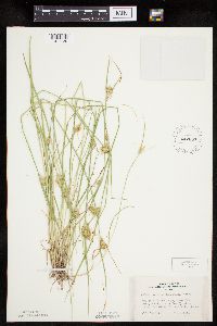 Carex sychnocephala image