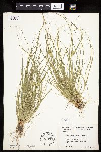 Carex sychnocephala image