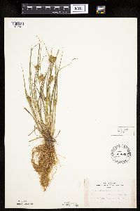 Carex sychnocephala image