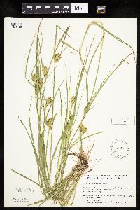 Carex sychnocephala image