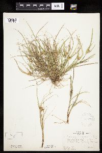 Carex sychnocephala image