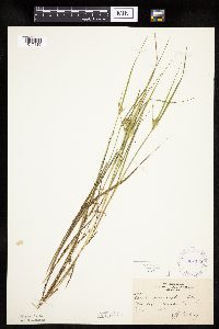 Carex sychnocephala image