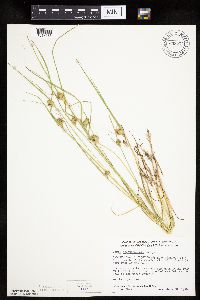 Carex sychnocephala image