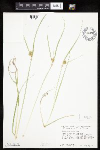 Carex sychnocephala image