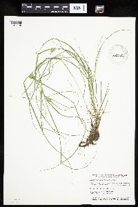 Carex sychnocephala image