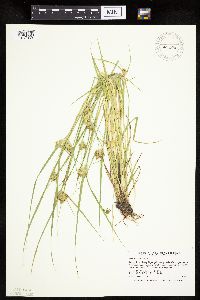 Carex sychnocephala image