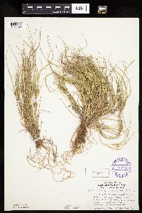 Carex sychnocephala image