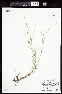 Carex sychnocephala image