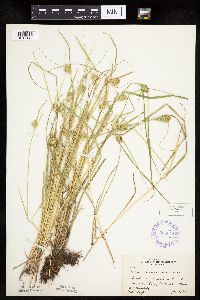 Carex sychnocephala image