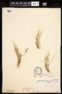 Carex sychnocephala image