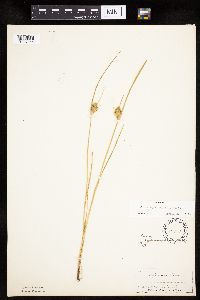Carex sychnocephala image