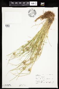 Carex sychnocephala image