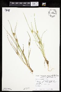 Carex sychnocephala image