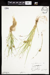 Carex sychnocephala image