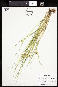Carex sychnocephala image