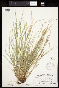 Carex sychnocephala image