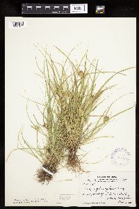 Carex sychnocephala image