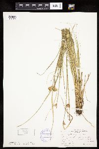 Carex sychnocephala image