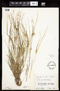 Carex sychnocephala image