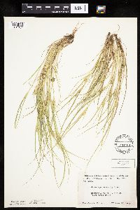 Carex sychnocephala image