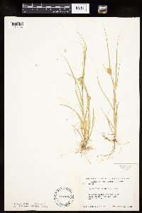Carex sychnocephala image