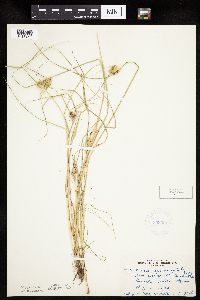 Carex sychnocephala image