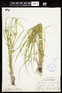 Carex sychnocephala image