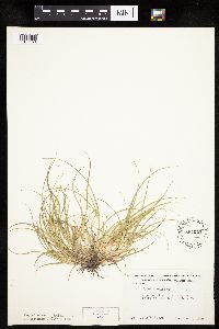 Carex sychnocephala image