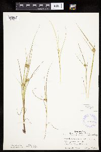 Carex sychnocephala image