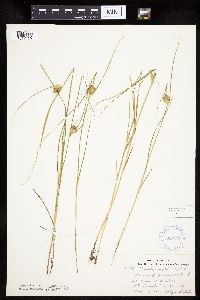Carex sychnocephala image