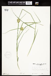 Carex sychnocephala image