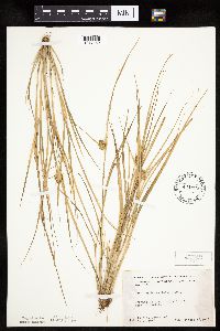 Carex sychnocephala image